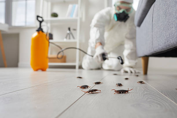 Post-Treatment Bed Bug Interceptor Monitoring in Santa Ynez